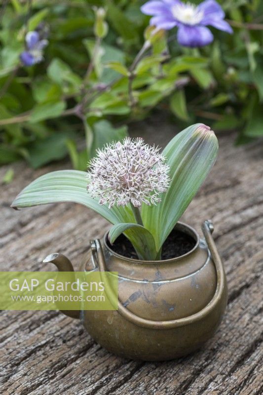 An old brass kettle planted with white Allium karataviense, a low growing ornamental onion with broad, glaucous leaves, and white flowers, 8cm across, made up of 50+ tiny star-shaped flowerlets.