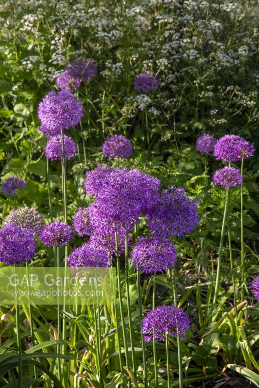 Alliums growing in a border