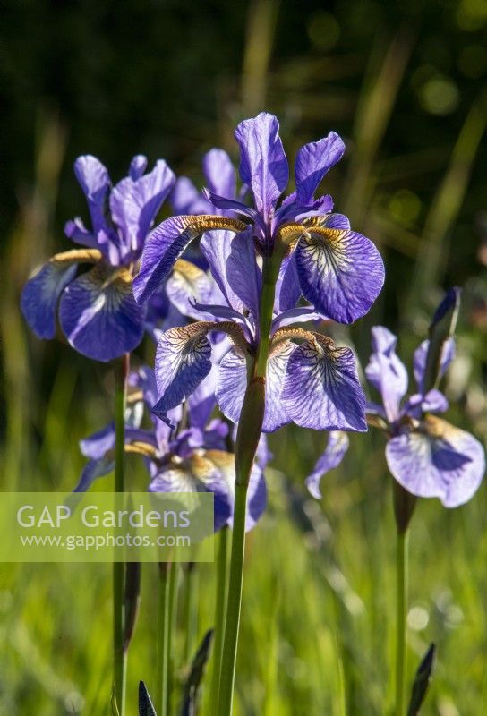 Iris Sibirica flowers
