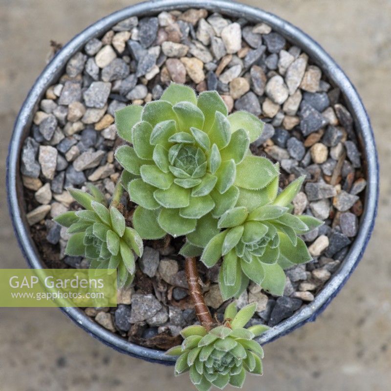 Sempervivum ruthenicum, houseleek, a succulent with slightly curved, plump green leaves with tips that redden at different times of the year.