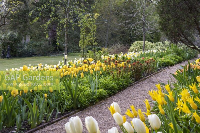 A pathway edged in tulips. On the right are Tulipa 'West Point', 'Caribbean Parrot' and creamy 'Francoise'. On the left, Tulipa 'Strong Gold'.