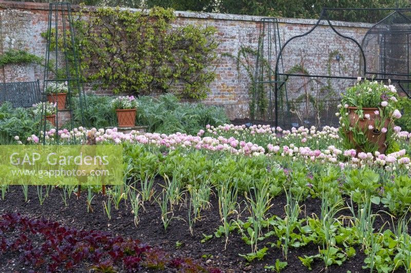 In the walled garden, view of the potager with rows of vegetables and Tulipa 'Angelique' interspersed with pink forget-me-nots, which is also planted in the terrracotta herb planter.
