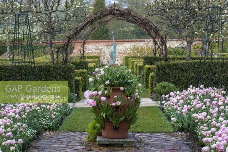 Looking towards pleached pears in the walled garden, the potager grass path is edged with borders of Tulipa 'Angelique' interspersed with forget-me-nots. The tulips are also planted in the terrracotta herb planter.