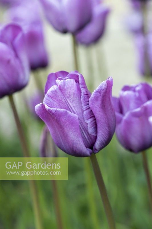 Tulipa 'Bleu Aimable', an heirloom tulip dating back to 1910, with lilac blue flowers that soften in tone with age
