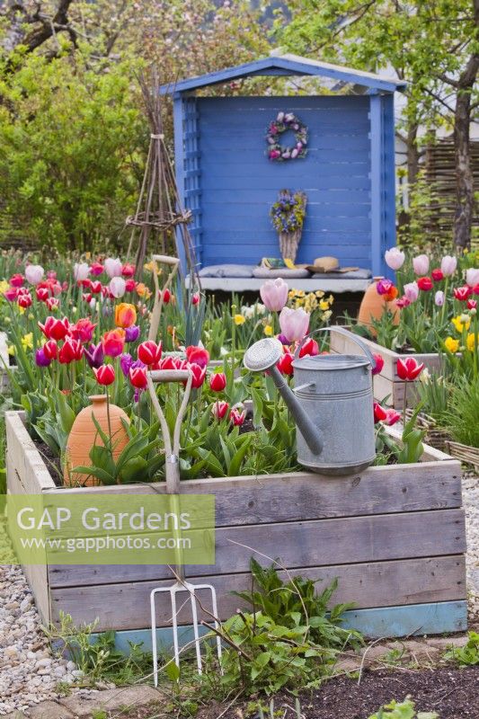 Garden tools and spring beds with tulips.