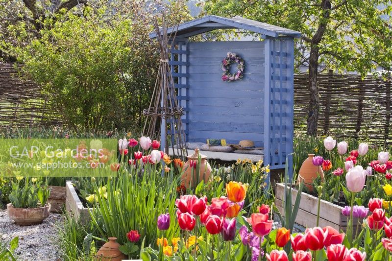 Spring garden with raised beds full of tulips and a blue gazebo in the background.