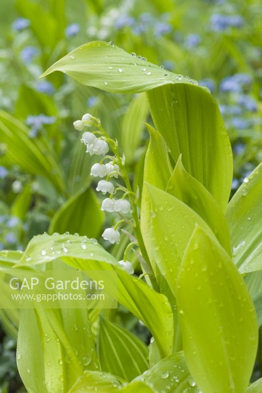 Convallaria majalis 'Mary Brooks'. Golden leaved lily-of-the-valley. May.