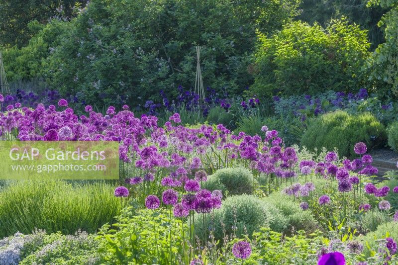 View of the Scented Garden at Cambridge Botanic Gardens with Alliums planted between clumps of santolina, lavender, thyme, artemisia and other grey and silver-leaved shrubs and perennials. May.