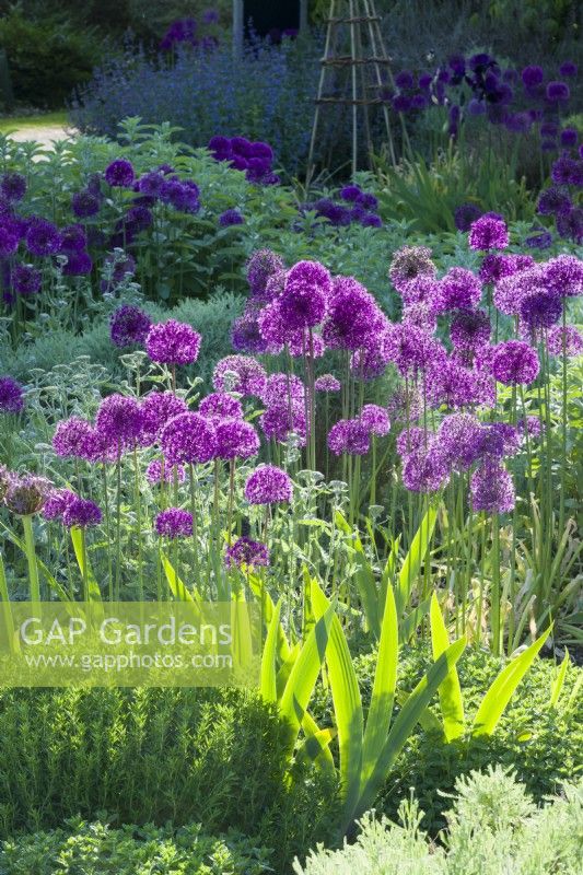 View of the Scented Garden at Cambridge Botanic Gardens with Alliums planted between clumps of Achillea 'Moonshine', santolina, hyssop, nepeta and irises. May.