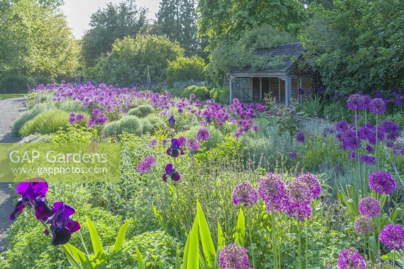 View of the Scented Garden at Cambridge Botanic Gardens with Alliums planted between clumps of achilleas, sage, lavender, origanum, santolina and Iris 'Sable'. May.