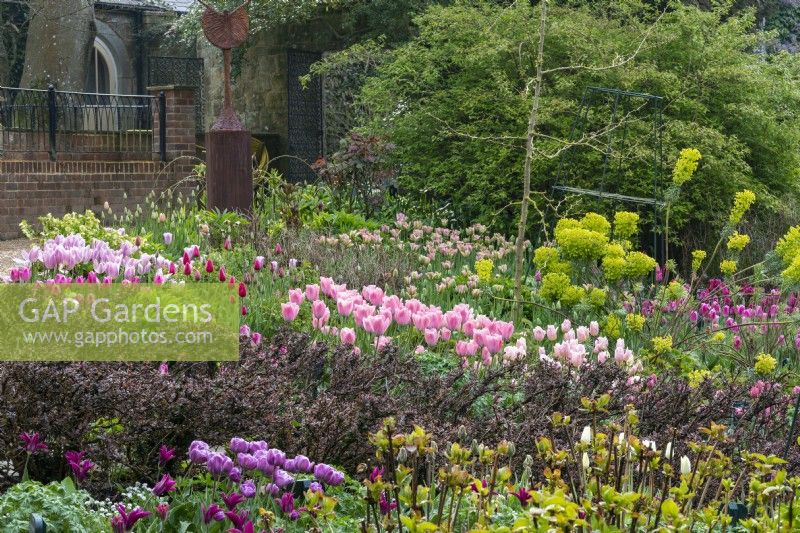 Border with massed planted pink tulips. In the centre, 'Bella Blush'. On the left, 'Light and Dreamy' and 'Christmas Dream'.
 In foreground,  Berberis thunbergii f. atropurpurea. Sculpture 'New Dawn' by Jeremy Moulsdale.