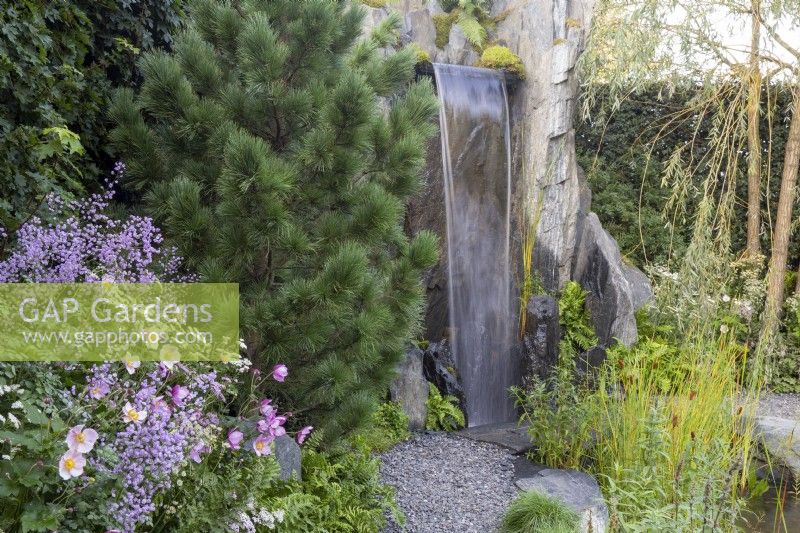 Pinus cembra next to a waterfall and pond with aquatic and marginal plants. In foreground, Thalictrum 'Hewitts Double' and Anemone x hybrida 