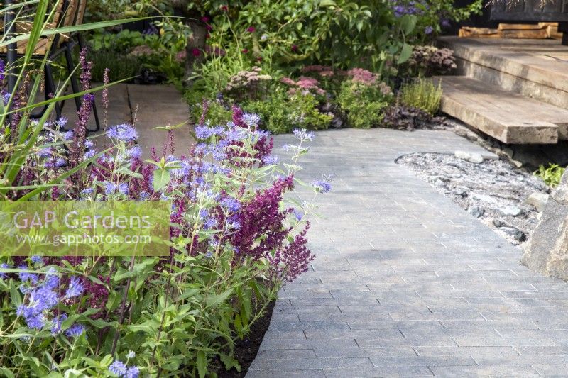 A clay brick paved path leading to wooden steps and a timber patio - planting in the border of Caryopteris clandonensis 'Heavenly Blue' and Salvia nemorosa 'Schwellenburg' - meadow sage