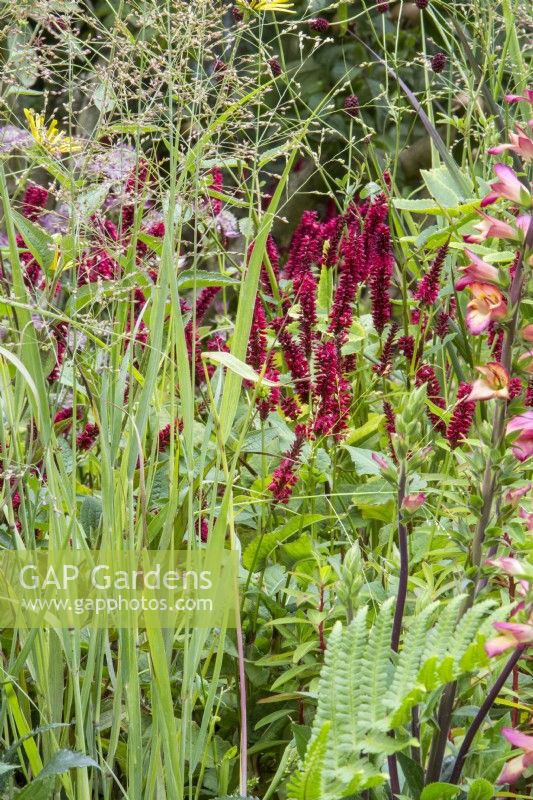 Persicaria amplexicaulis 'Blackfield' syn. Red Bistort growing in a garden border with ferns and ornamental grasses 