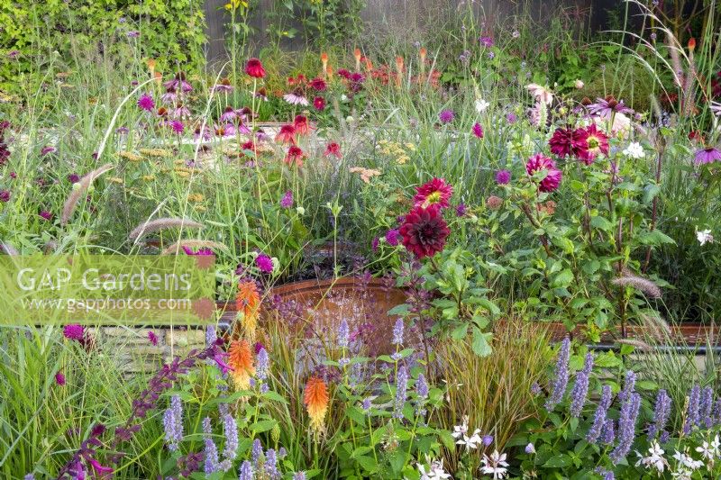 A flowerbed beside a copper water rill and bird bath. Mix of flowering perennials including Dahlia 'Sam Hopkins' and Agastache rugosa 'Blue Fortune' 