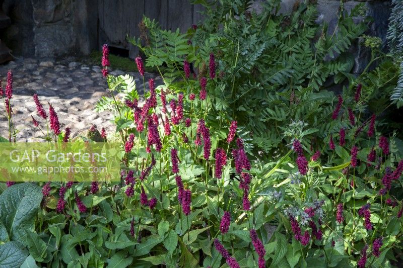 Persicaria amplexicaulis 'Blackfield' growing in a border with ferns