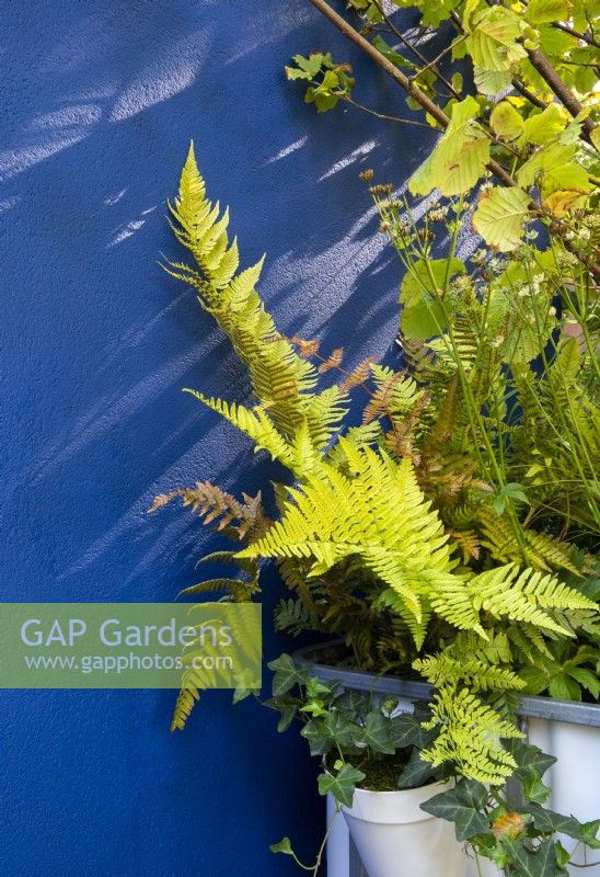Dryopteris erythrosora - Japanese Shield Fern planted in a container with Hedera helix in a planter - blue painted rendered garden wall
