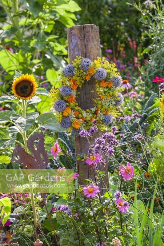 Floral wreath made of pot marigold, fennel, globe thistles and wild carrots hanging amongst summer border.
