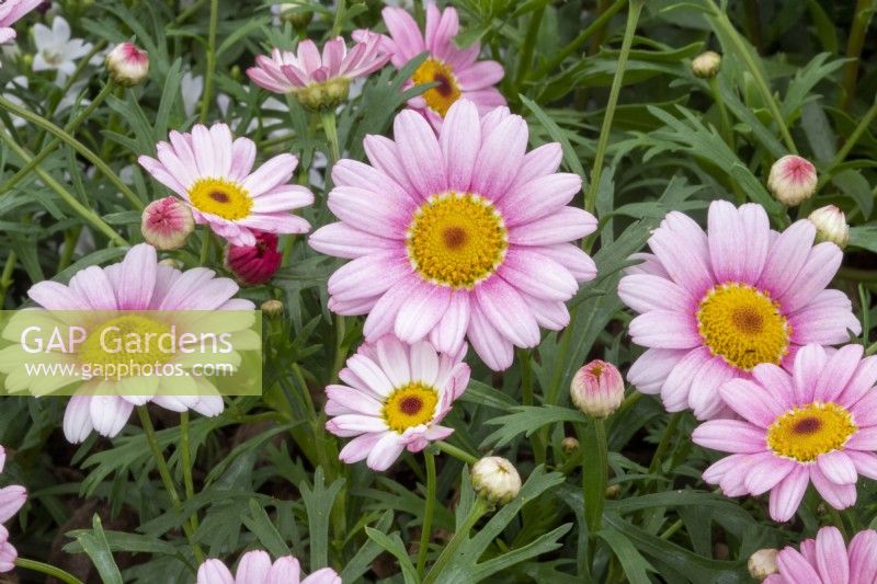 Argyranthemum frutescens 'Pink Halo' - Marguerite 