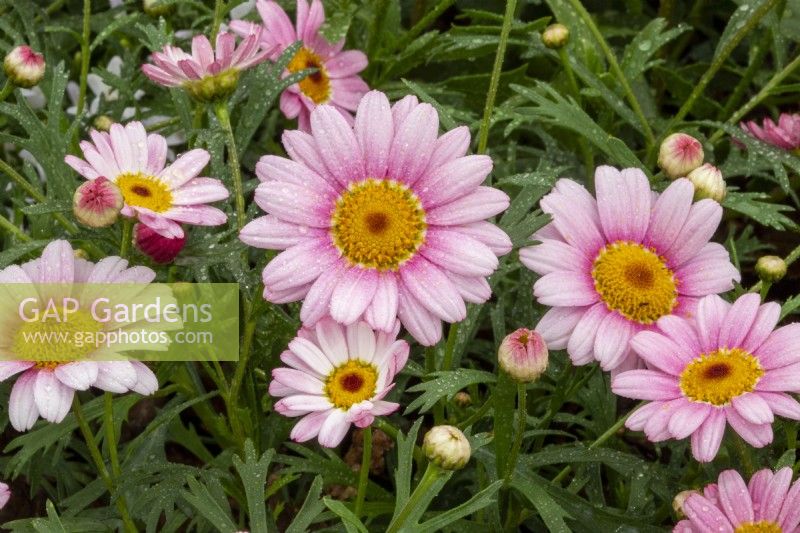 Argyranthemum frutescens 'Grandaisy Pink Halo' - Marguerite 