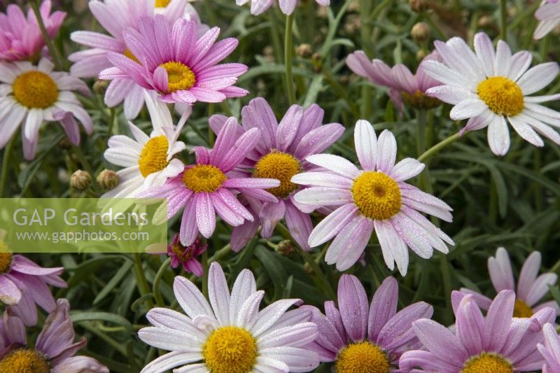 Argyranthemum frutescens 'Pink Halo' - Marguerite Daisy