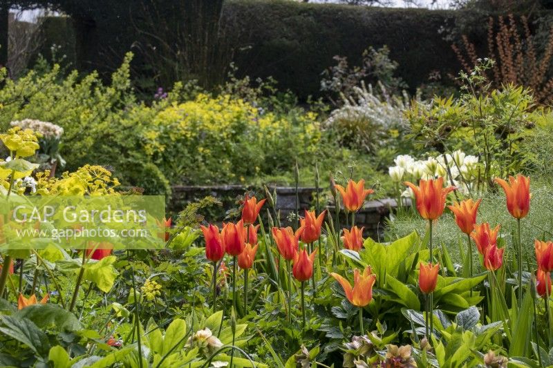 Tulipa 'Ballerina' growing through the foliage of herbaceous plants in the Sunk Garden at Great Dixter House and Gardens