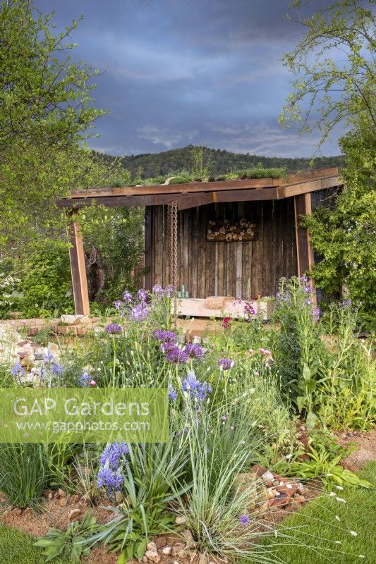 A wildlife garden using reclaimed materials and timber, a shelter with living roof and wooden bench - mixed perennial planting of Camassia leichtlinii, Allium 'Purple Rain' and Hesperis matronalis - Malvern Spring Festival Wilder Spaces garden for Wildlife Trusts