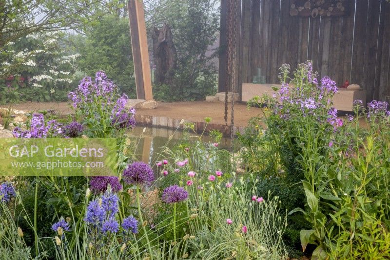 Mixed perennial planting border of Camassia, Papaver dubium 'Albiflorum', Allium 'Purple Rain' and Hesperis matronalis - RHS Malvern Spring Festival Wilder Spaces garden for the Wildlife Trusts