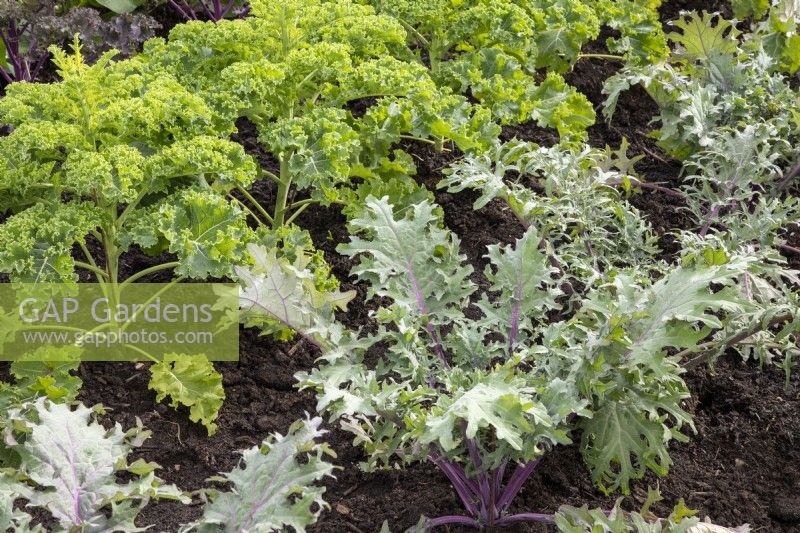 Brassica oleracea Acephala Group 'Red Russian' Kale in the front and Brassica 'Reflex' Kale F1 Hybrid 