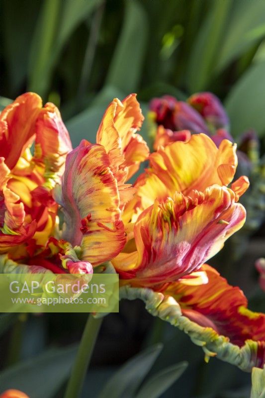 Tulipa 'Rasta Parrot' Tulip - Parrot Group