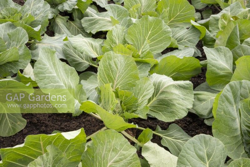 Brassica 'Cabbice' F1 - Cabbages growing in rows