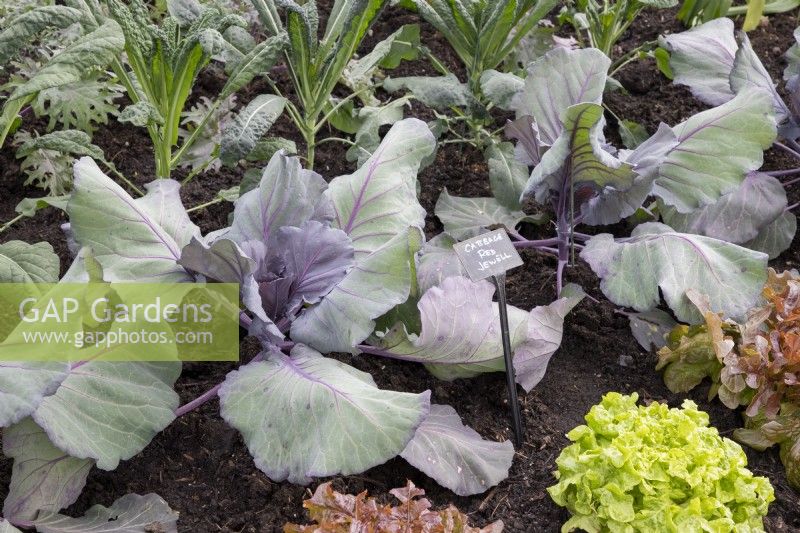 Brassica 'Red Jewel'  growing in a vegetable bed with Kale 'Nero de Toscano' and Lettuce