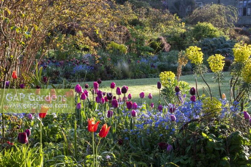 Tulips, forget-me-nots and euphorbia in a spring display at Gravetye Manor.