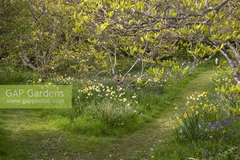 Naturalised narcissi in grass with mown paths under magnolias at Gravetye Manor.