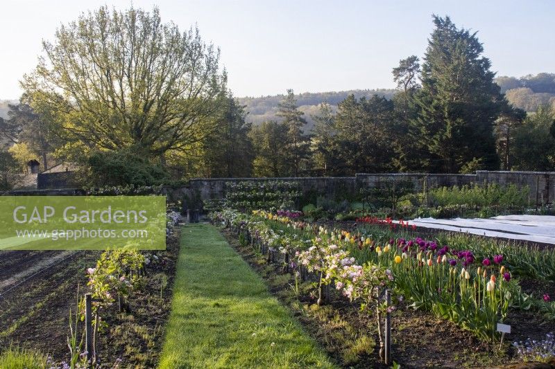 A mown path runs between borders edge in stepover apple trees with tulips for cutting and horticultural fleece protecting early crops in the Kitchen Garden at Gravetye Manor.