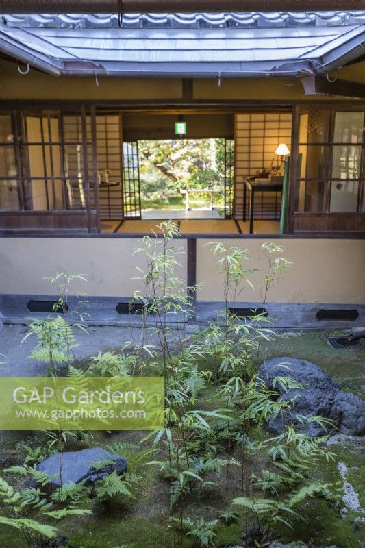 Courtyard within main building planted with bamboos and ferns with framed view through the tea room to the garden. 
