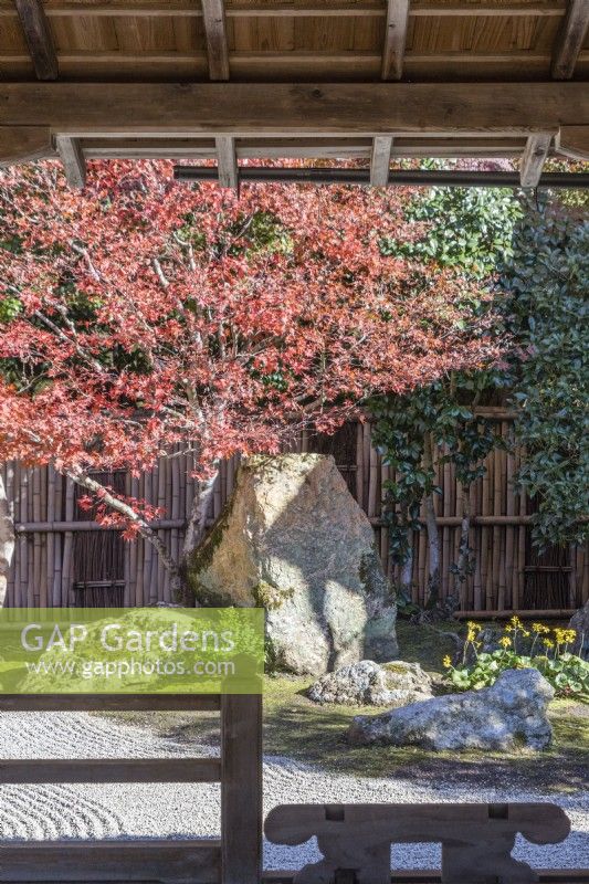 View into small courtyard garden of moss, rocks and shrubs within temple complex. Acer palmatum in Autumn colour. 