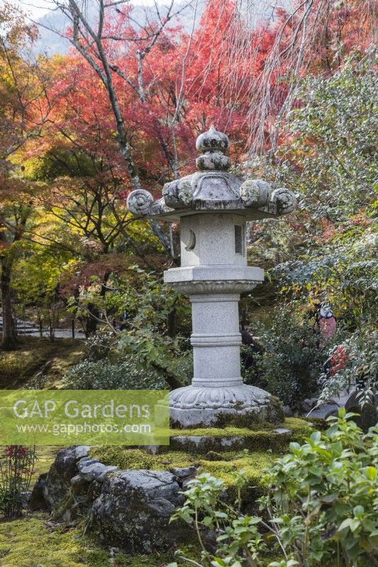 Stone lantern or Ishidoro with Acers in Autumn colour in the woodland garden. 
