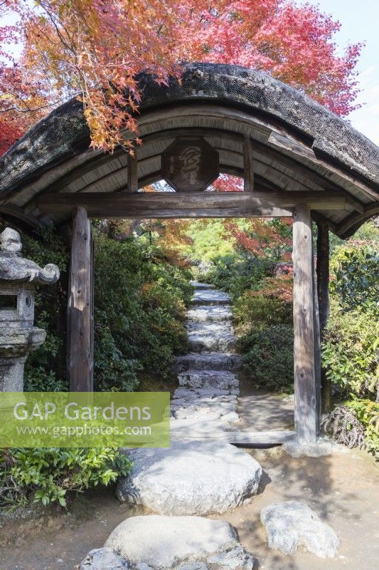Wooden archway over stone path with Acers in autumn colour. 