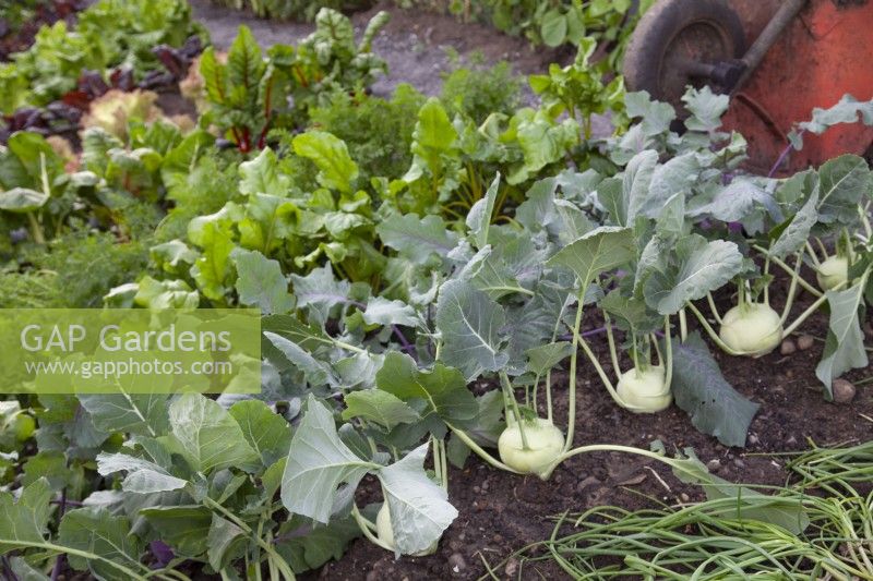 Kohlrabi in the vegetable garden in the 'Made in Birmingham' garden at BBC Gardener's World Live 2018, June