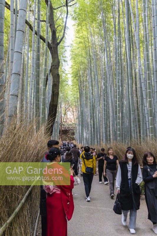 Large group of visitors walking in the avenue of Phyllostachys edulis, the moso bamboo, or tortoise-shell bamboo.