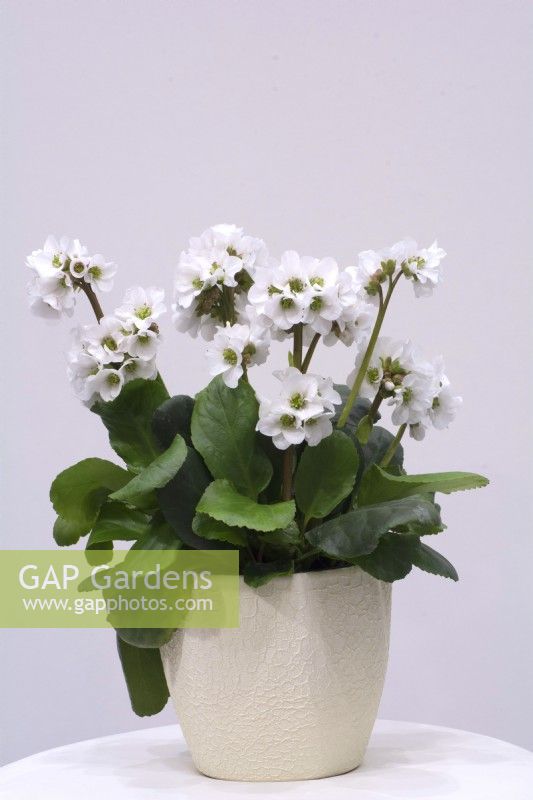 Bergenia hybride Schneekristall, Snow Crystal with white flowers in white ceramic flowerpot on a white background. 