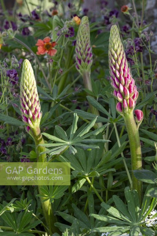 Lupinus flowerheads emerging in a spring border