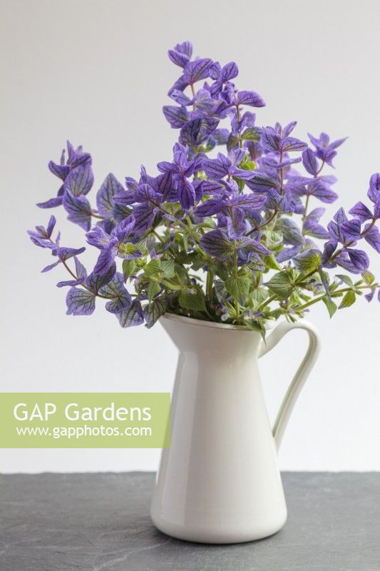 Salvia viridis 'Blue' in white jug on table inside against plain background