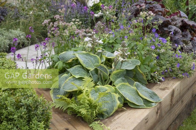 Raised beds with mixed perennials in 'The Heritage Garden' at BBC Gardener's World 22019, June