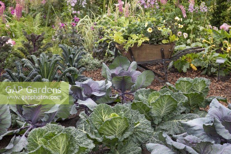 Vegetables in 'The Dahlia Garden' at BBC Gardeners World Live 2019, June