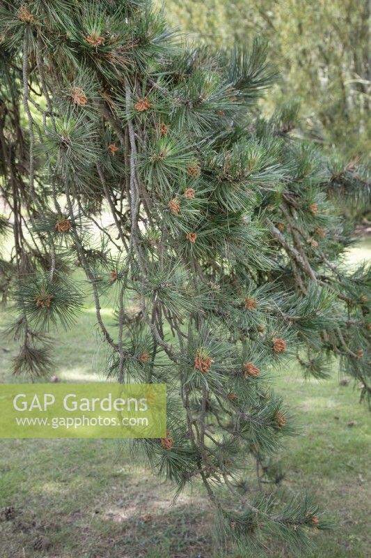 Pinus nigra ssp, nigra, June