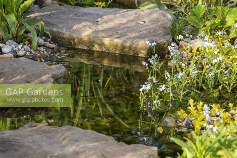 Pond edge planted with Myosotis scorpioides 'Water Forget Me Not'