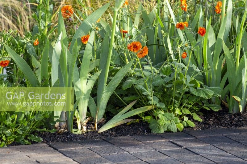 Geum 'Totally Tangerine' growing between Iris foliage in a border with oak sett paving 