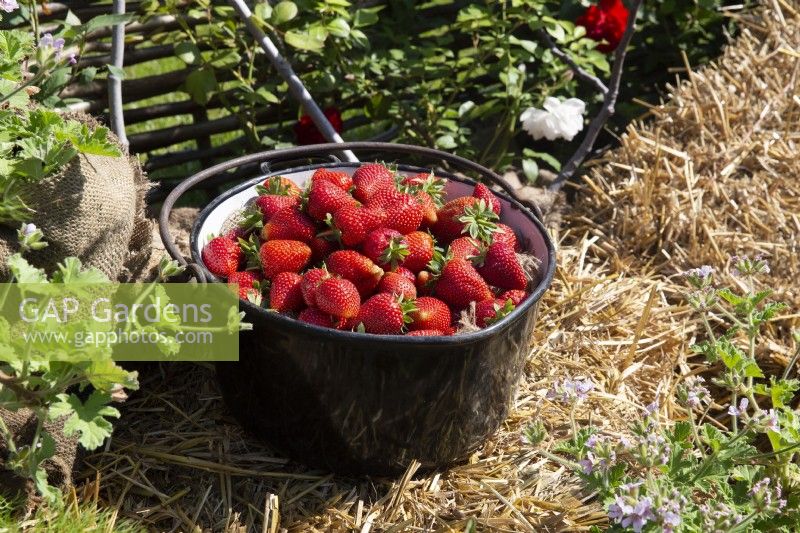 Freshly picked harvested Strawberries in an old metal cooking pot from an allotment